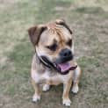 Photo of Odie
