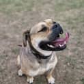Photo of Odie