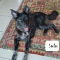 Photo of Lulu