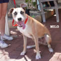 Photo of Milo