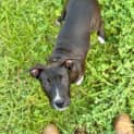 Photo of Finnegan
