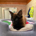 Photo of Amber
