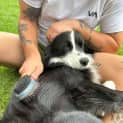 Photo of Oakley 19 Month Old Border Collie (Trial)