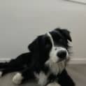 Photo of Oakley 19 Month Old Border Collie (Trial)