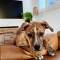 Photo of Apollo
