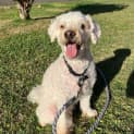 Photo of Toby 10 Year Old Poodle X (Trial)