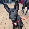 Photo of Daisy