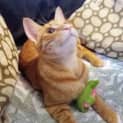 Photo of Gingerale