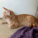 Photo of Gingerale