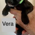 Photo of Vera
