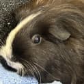 Photo of Sylvia