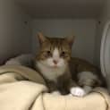Photo of Ginger