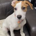 Photo of Aziza