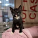 Photo of Socks