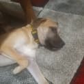 Photo of Sanji