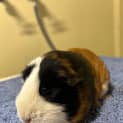 Photo of Tilly Pig