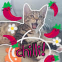 Photo of Chilli **2nd Chance Cat Rescue**