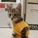 Photo of Chilli **2nd Chance Cat Rescue**