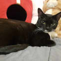 Photo of Misty **2nd Chance Cat Rescue**