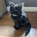 Photo of Pantha Babbington