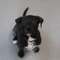 Photo of Hank
