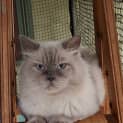 Photo of Romeo 
