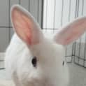 Photo of Lillie