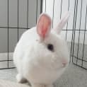 Photo of Lillie