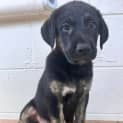 Photo of Stryder