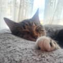 Photo of Julian Located In Fawkner