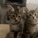 Photo of Houston **2nd Chance Cat Rescue**
