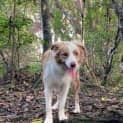 Photo of Shep