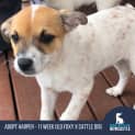 Photo of Harper 11 Week Old Foxy X Cattle Dog (Trial)