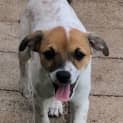 Photo of Harper 11 Week Old Foxy X Cattle Dog (Trial)