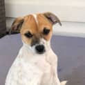 Photo of Harper 11 Week Old Foxy X Cattle Dog (Trial)