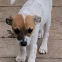 Photo of Harper 11 Week Old Foxy X Cattle Dog (Trial)