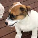 Photo of Panda 11 Week Old Foxy X Cattle Dog (Trial)