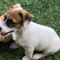 Photo of Panda 11 Week Old Foxy X Cattle Dog (Trial)