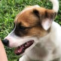 Photo of Panda 11 Week Old Foxy X Cattle Dog (Trial)