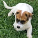 Photo of Panda 11 Week Old Foxy X Cattle Dog (Trial)