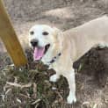 Photo of Roo