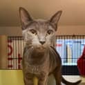 Photo of Minou