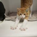 Photo of Rupert 