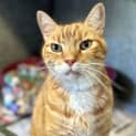 Photo of Ottis