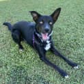 Photo of Timber