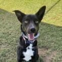 Photo of Timber