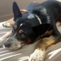 Photo of Riley