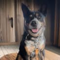 Photo of Riley