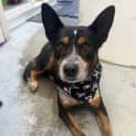 Photo of Riley
