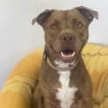 Photo of Lucky